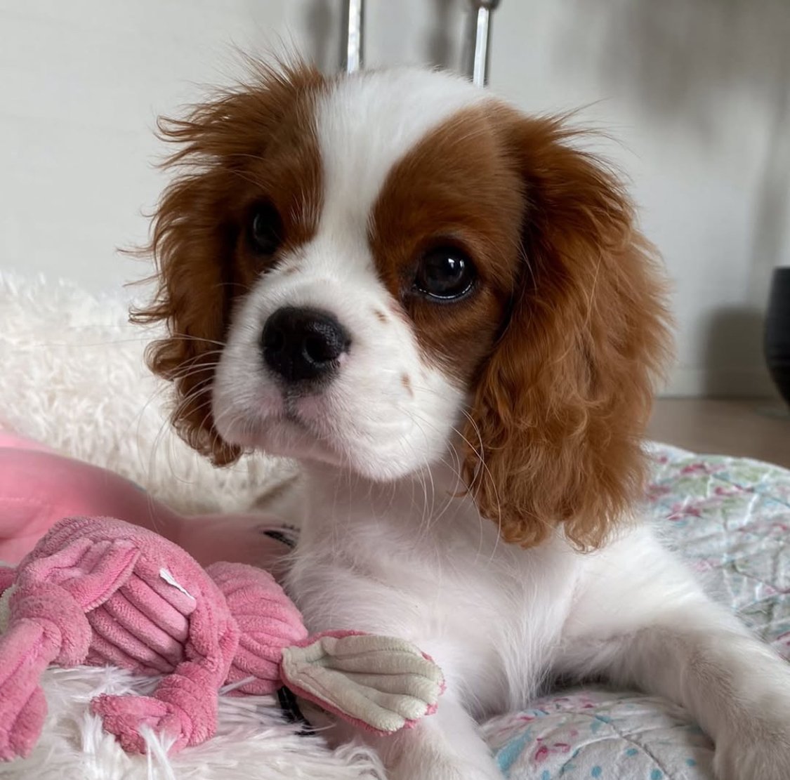 Cavalier King Charles Spaniel Puppy
